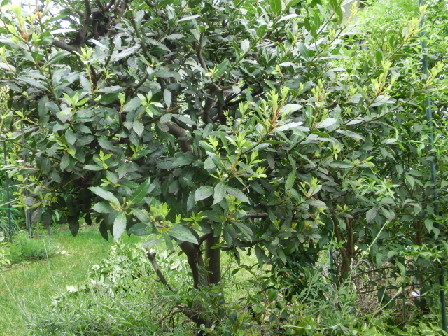無農薬・無化学肥料のローレル　月桂樹の葉　約２０ｇ　カレーリーフ少々のオマケ付き　②_月桂樹の大木