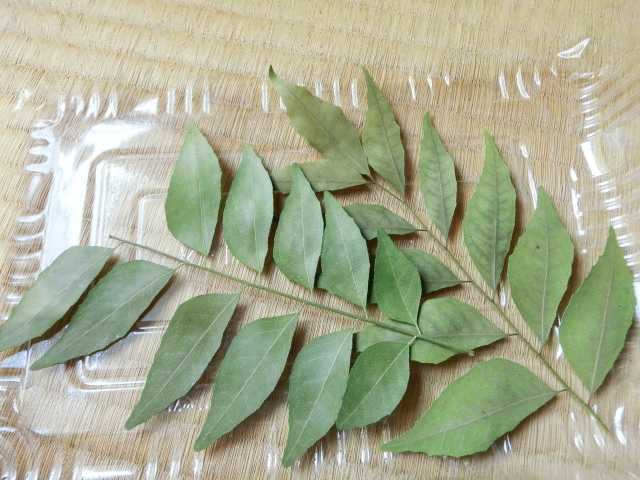 無農薬・無化学肥料のローレル　月桂樹の葉　約２０ｇ　カレーリーフ少々のオマケ付き　②_オマケ：カレーリーフの一例