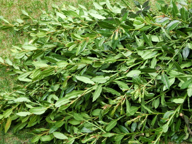 無農薬・無化学肥料のローレル　月桂樹の葉　約２０ｇ　カレーリーフ少々のオマケ付き　②_収穫した葉