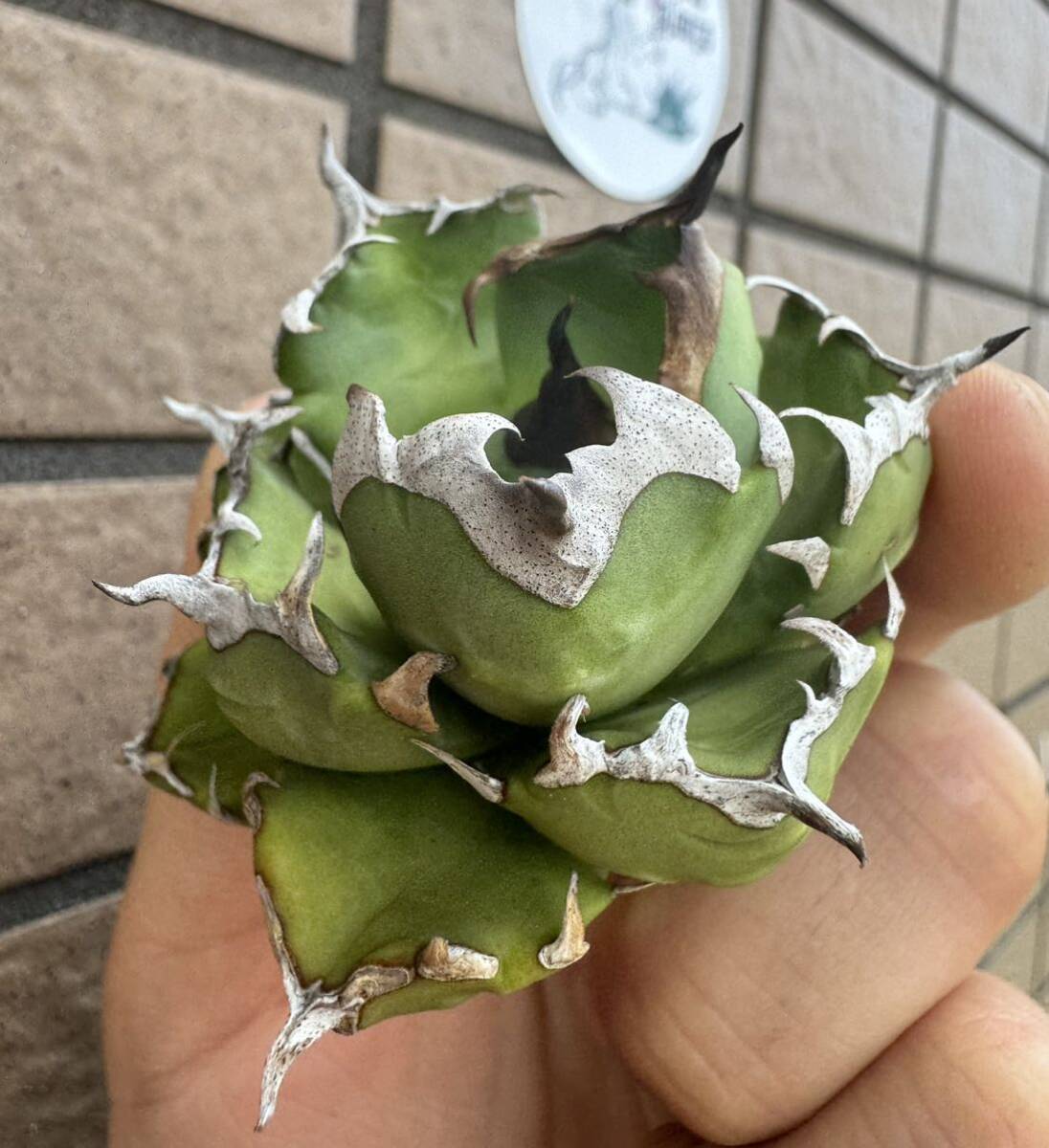 Agave Titanota “4CM” ”MINI DRAFT” ライムグリーン個体　インドネシア産　アガベ　オテロイ　チタノタ　[Chill__Plants] チルプラ　_画像3