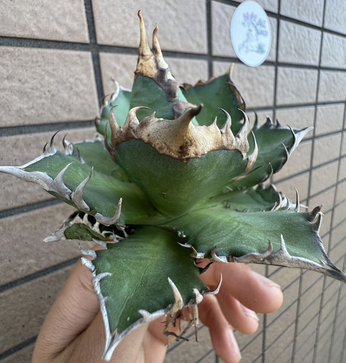 Agave Titanota ”紅猫” 台湾産 アガベ オテロイ チタノタ [Chill__Plants] チルプラ の画像2