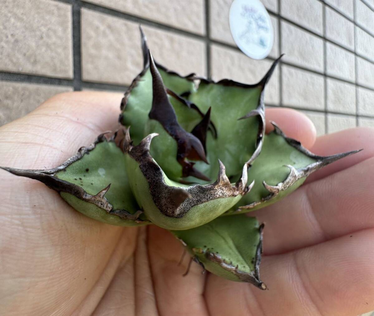 Agave Titanota ”5CM””阿修羅“ 超選抜子株　ムチムチ　アガベ　オテロイ　チタノタ [Chill__Plants] チルプラ_画像5