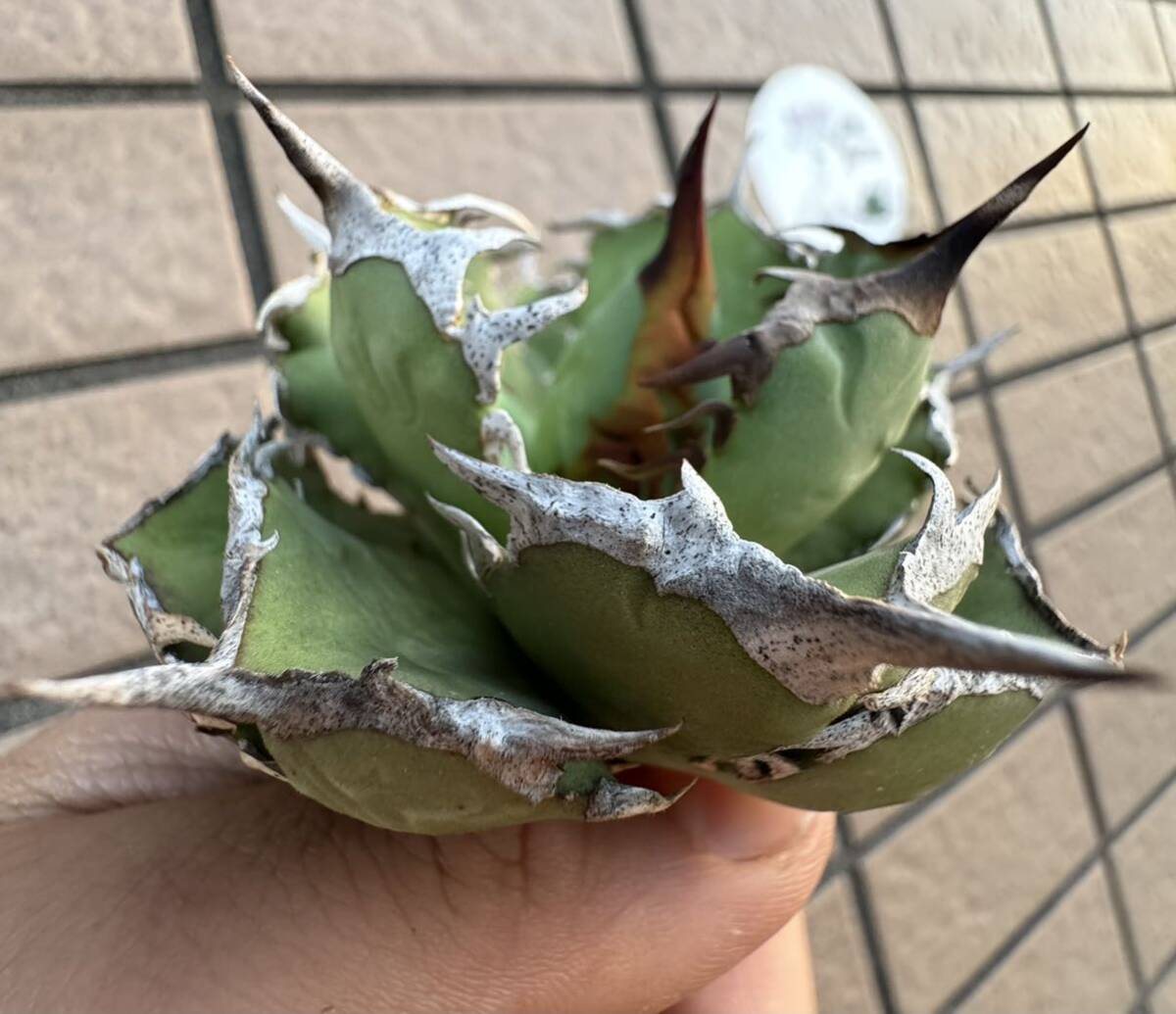 Agave Titanota ”ITALIY FO076” “6CM” イタリア産　アガベ　オテロイ　チタノタ　[Chill__Plants] チルプラ_画像1