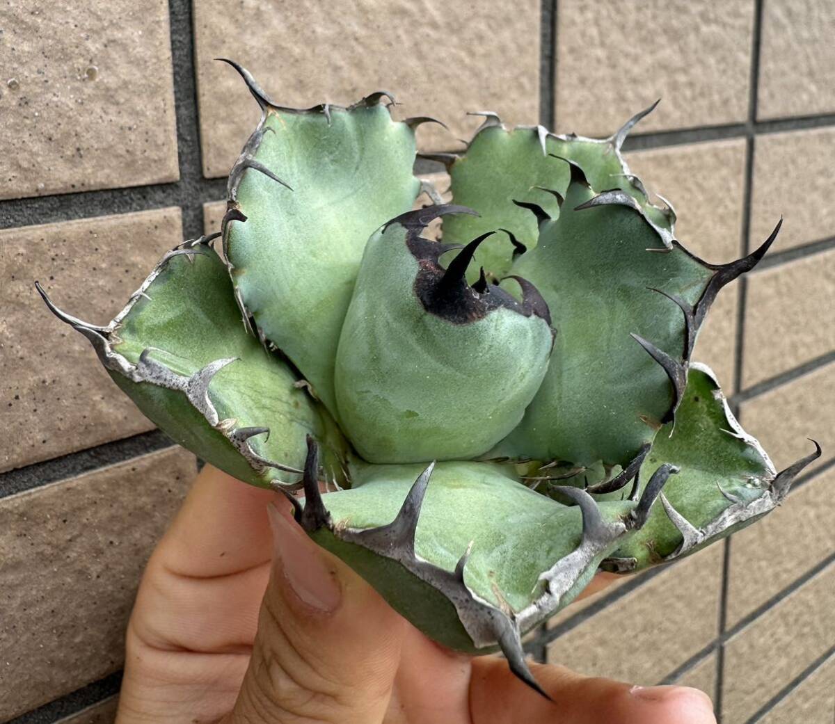 Agave Titanota ”黑鯨“ 台湾産 アガベ オテロイ チタノタ [Chill__Plants] チルプラ の画像3