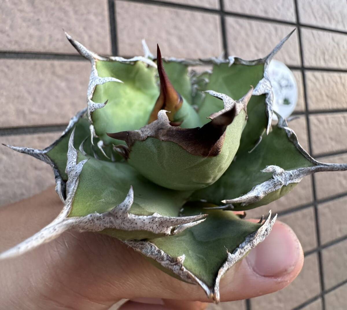 Agave Titanota ”ITALIY FO076” “6CM” イタリア産　アガベ　オテロイ　チタノタ　[Chill__Plants] チルプラ_画像3