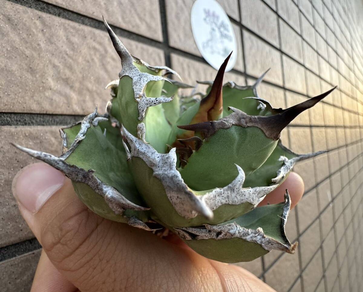 Agave Titanota ”ITALIY FO076” “6CM” イタリア産　アガベ　オテロイ　チタノタ　[Chill__Plants] チルプラ_画像2