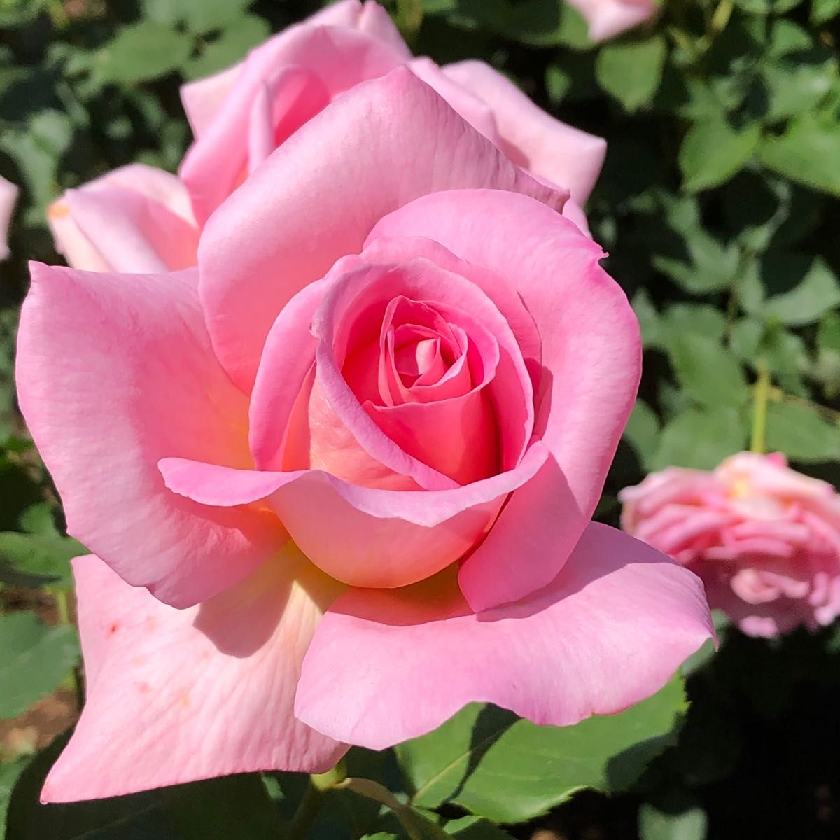 薔薇苗 バラ バラ苗 挿し木苗 ティファニー|Yahoo!フリマ(旧 薔薇苗 バラ バラ苗 挿し木苗 ティファニー|Yahoo!フリマ(旧