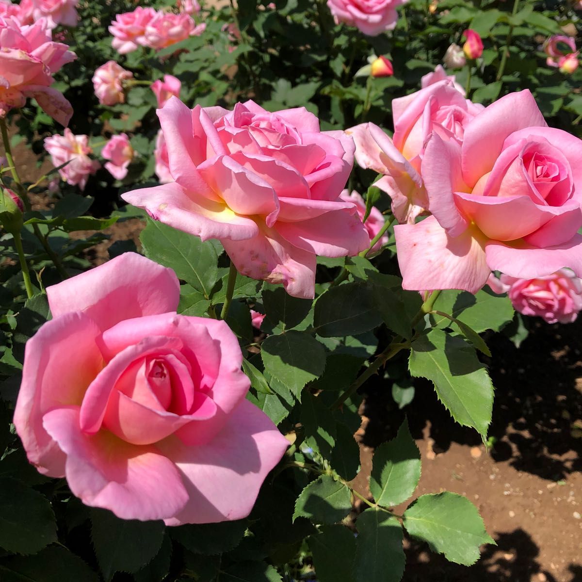 薔薇苗 バラ バラ苗 挿し木苗 ティファニー|Yahoo!フリマ(旧 薔薇苗 バラ バラ苗 挿し木苗 ティファニー|Yahoo!フリマ(旧