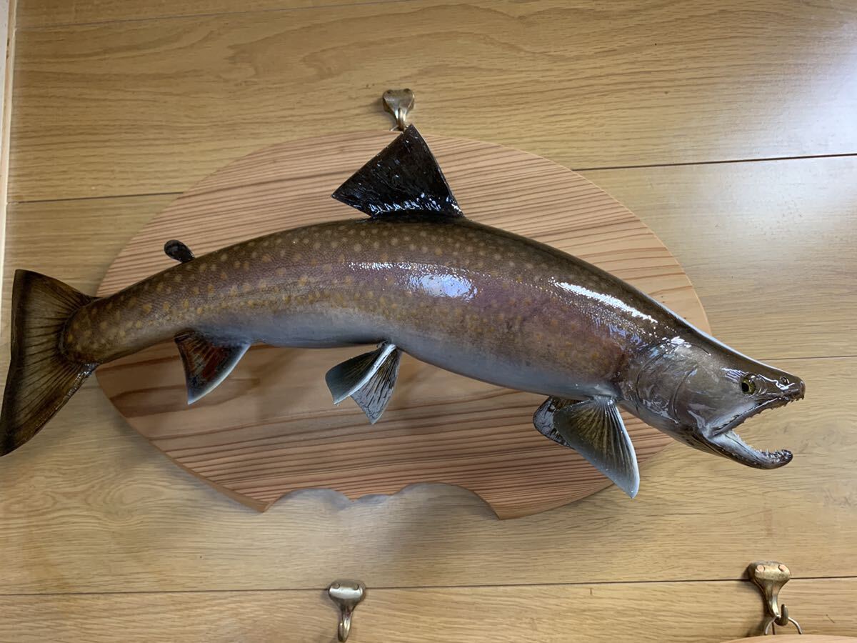 10430円 剥製 エフクラフト ニッコウ大イワナ三口シャクレ雄50cm 10430円 剥製 エフクラフト ニッコウ大イワナ三口シャクレ雄50cm