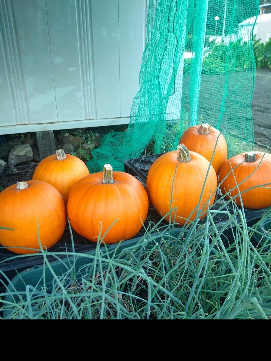 ハロウィンかぼちゃ　種子　15粒　