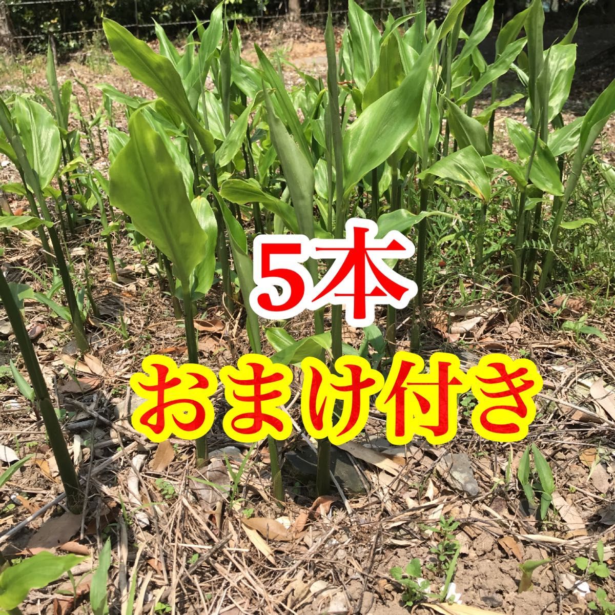 みょうが　みょうが苗　地下茎　おまけ付き　無農薬　野菜　みょうがの苗