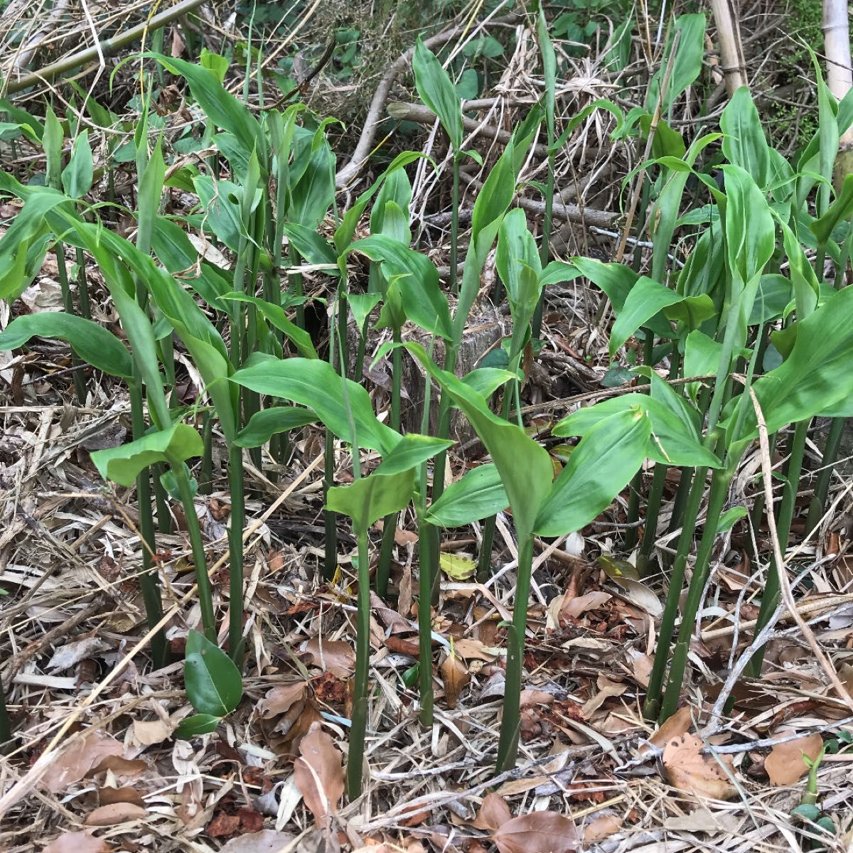 みょうが　みょうが苗　地下茎　おまけ付き　無農薬　野菜　みょうがの苗