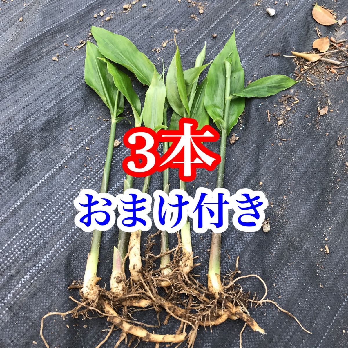 みょうが苗　ミョウガ  地下茎　おまけ付き　無農薬　野菜　みょうがの苗