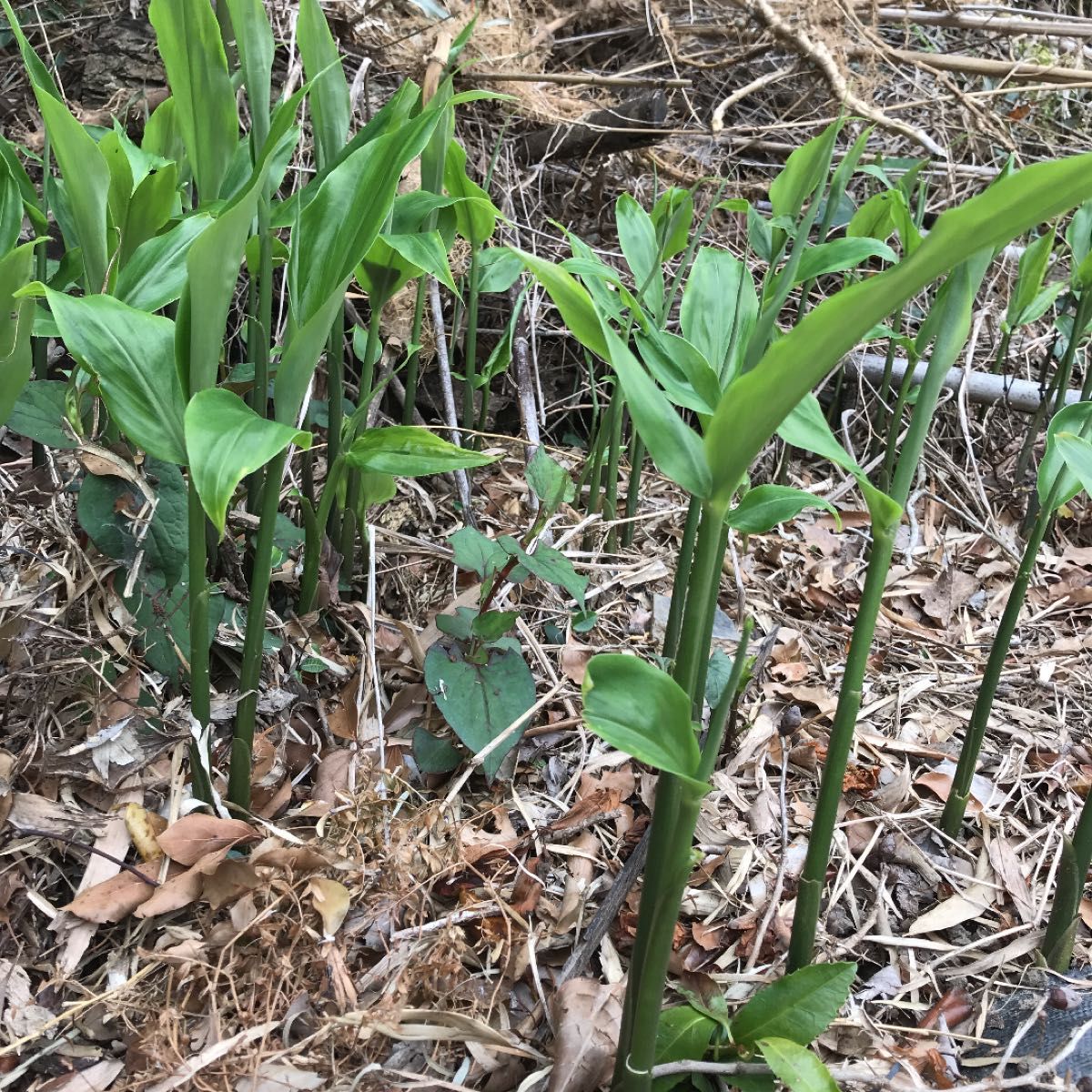 みょうが苗　ミョウガ  地下茎　おまけ付き　野菜　無農薬　みょうがの苗