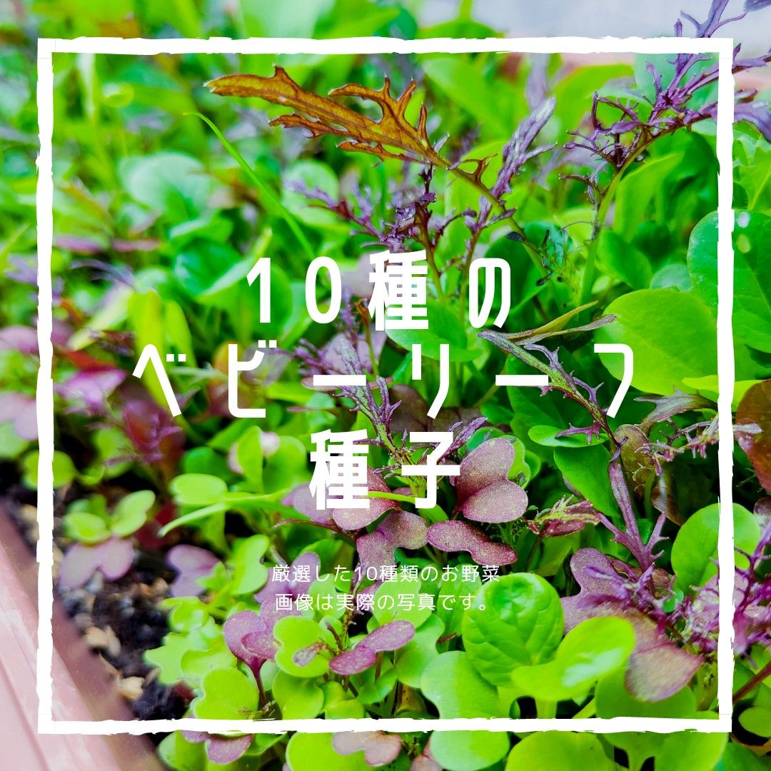 【野菜の種】10種の野菜　ベビーリーフ　サラダセット　固定種　種子セット　