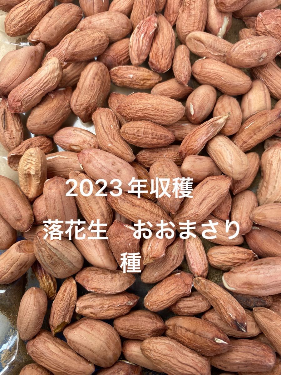 2023年収穫　茨城県産　落花生　おおまさり　　落花生種　　50粒＋おまけ　　B品　栽培時農薬不使用