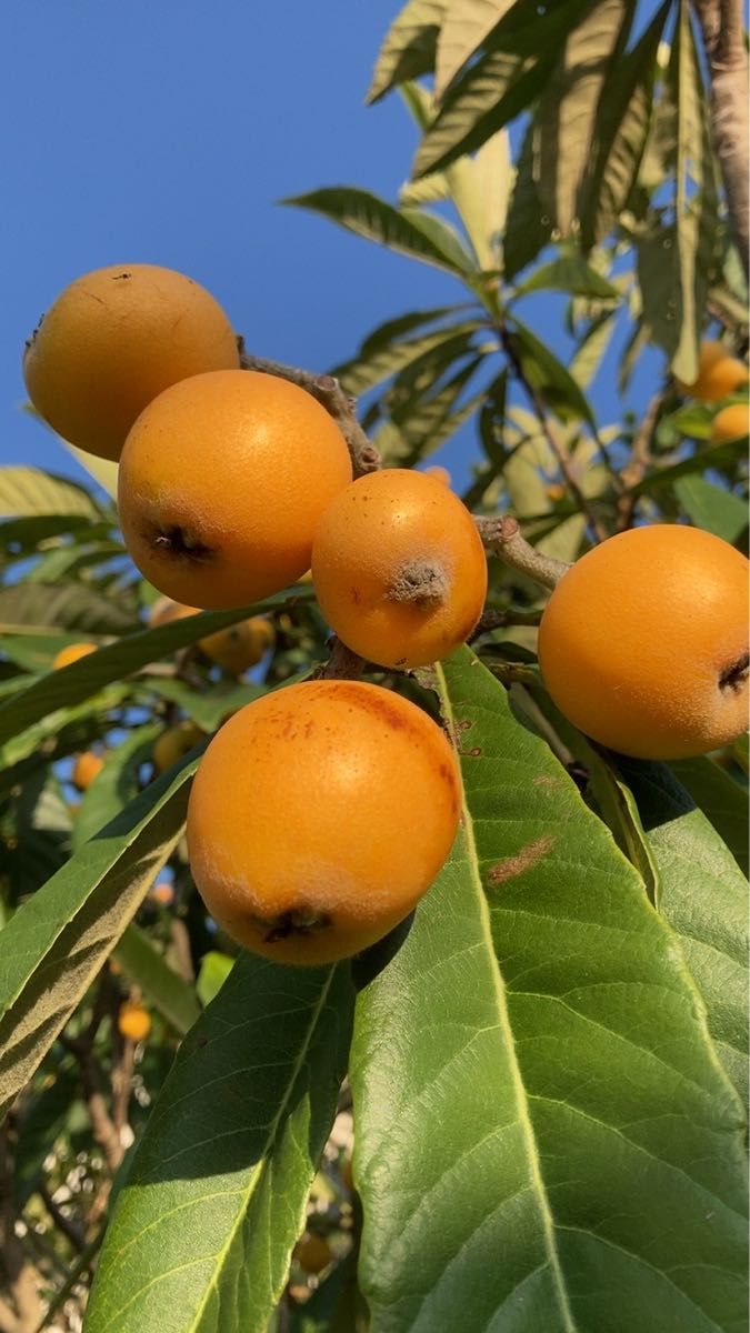 毎年恒例　びわ　無農薬　栄養美容健康補給果物　植物　野菜　果物　果実　苗木　山野草　フルーツ