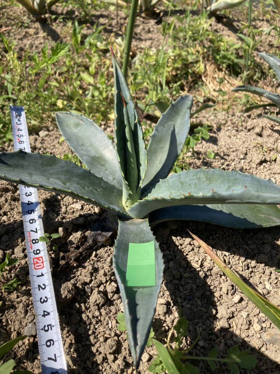  agave America -na pick up hope site . approval talent ground ..agave Driger ten.. guarantee city pulling out seedling delivery un- possible 