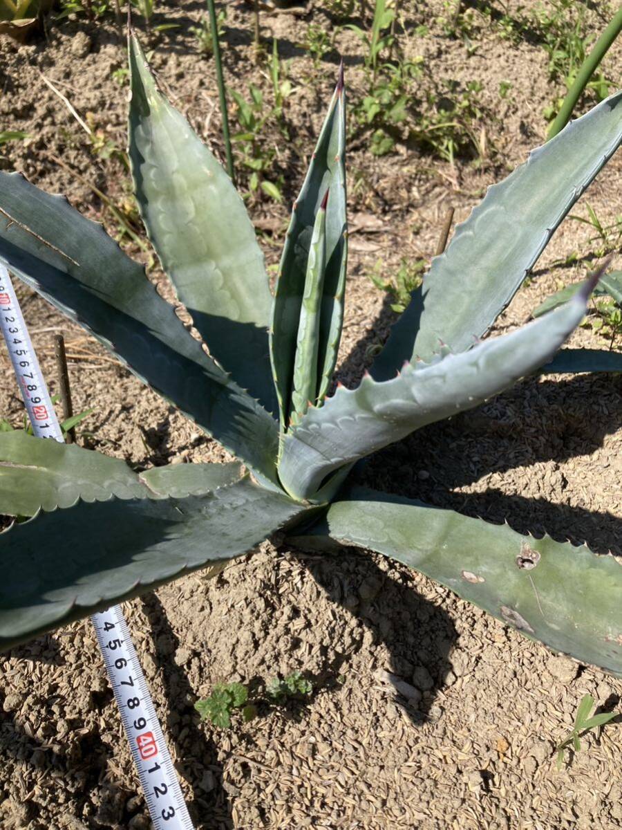 アガベ アメリカーナ 手渡希望 現場確認可能 地植え　agave ドライガーデン 佐世保市 抜き苗 配送不可　002_画像2