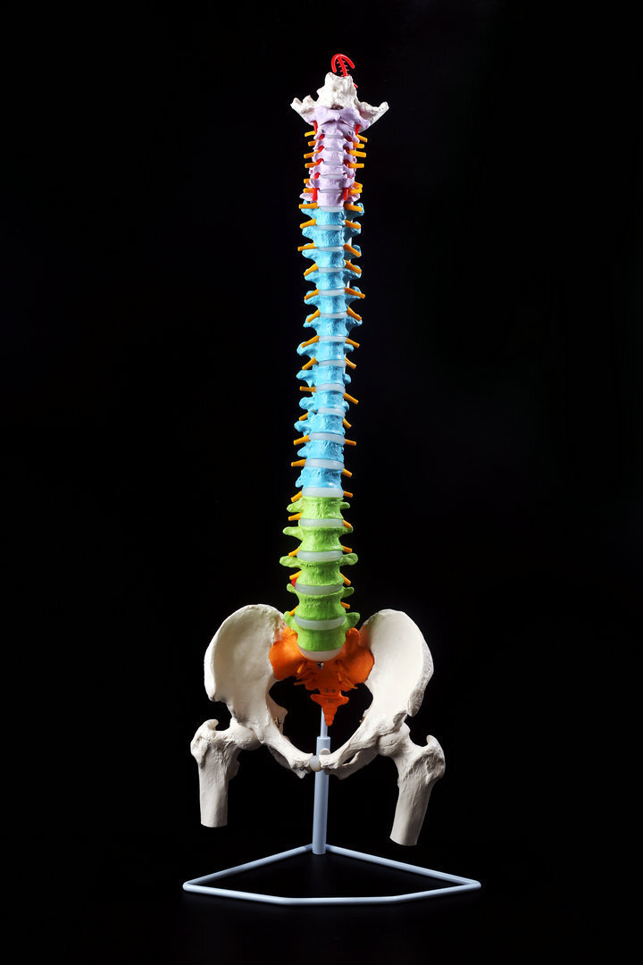 股関節付★実物大/椎骨盤模型/椎間板付人体模型/神経/脊柱 脊髄 背骨 腰椎 模型 □▽_画像3