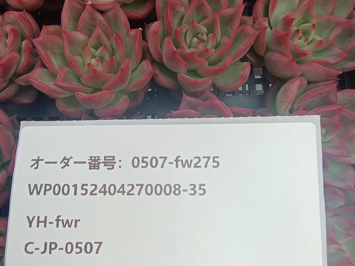 0507-fw275 プロリディティ30個 ☆多肉植物 エケベリア 韓国の画像3