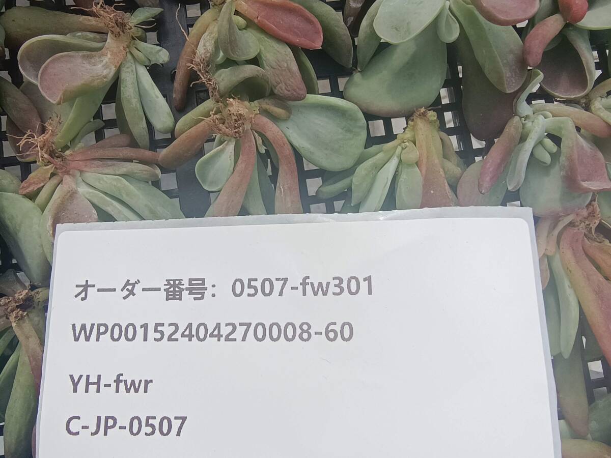 0507-fw301 ファイアフォックス30個 ☆多肉植物 エケベリア 韓国の画像3
