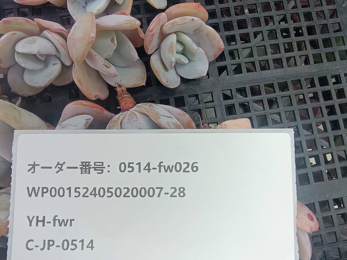 0514-fw026 ミルクティー25個 ☆多肉植物 エケベリア 韓国の画像3