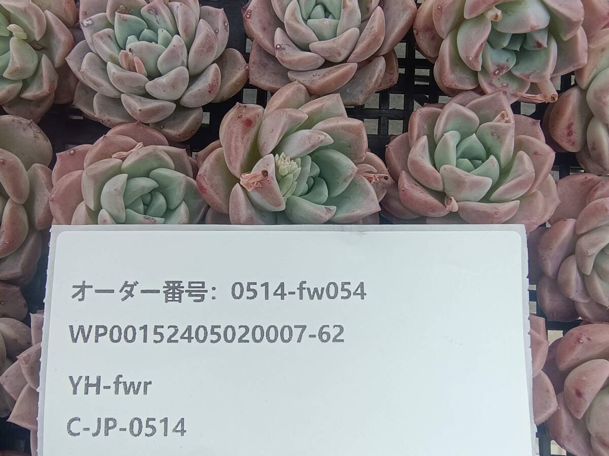 0514-fw054 ピンクスポット30個 ☆多肉植物 エケベリア 韓国の画像3