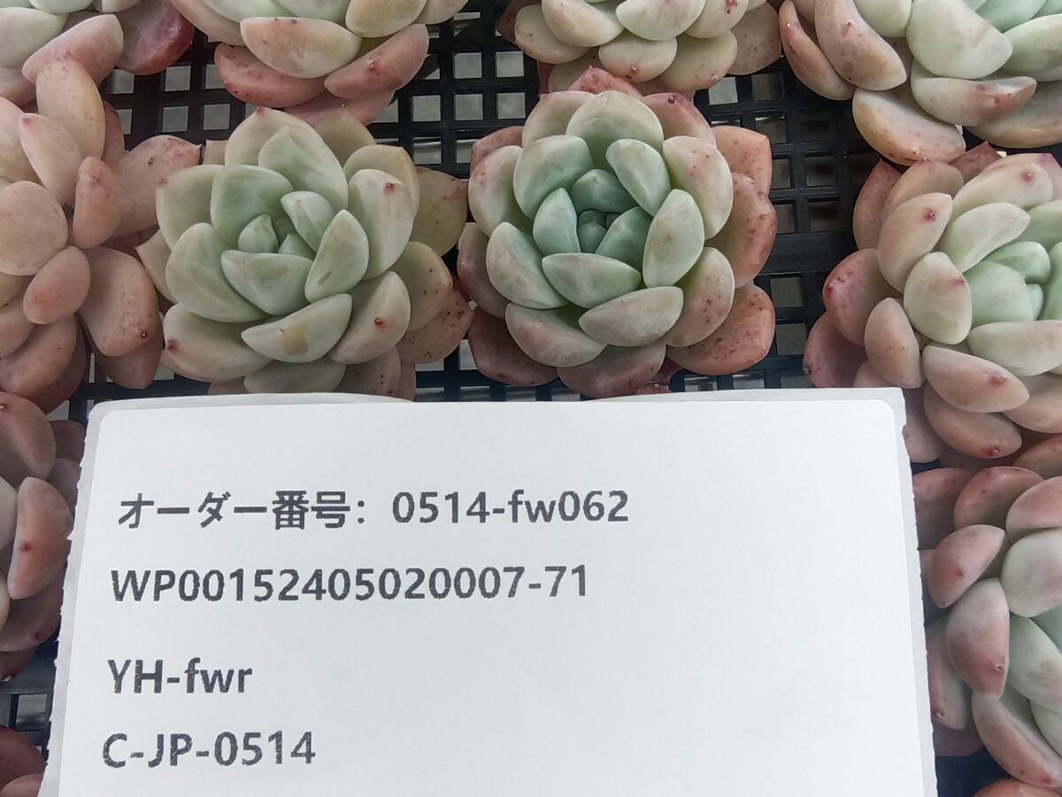 0514-fw062 シュガーダイヤモンド25個 ☆多肉植物　エケベリア　韓国_画像3