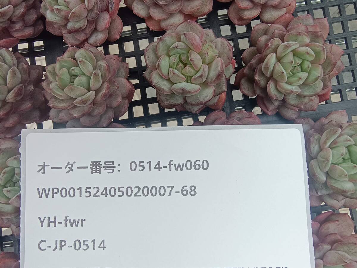 0514-fw060 ゴールドスピンク30個 ☆多肉植物 エケベリア 韓国の画像3