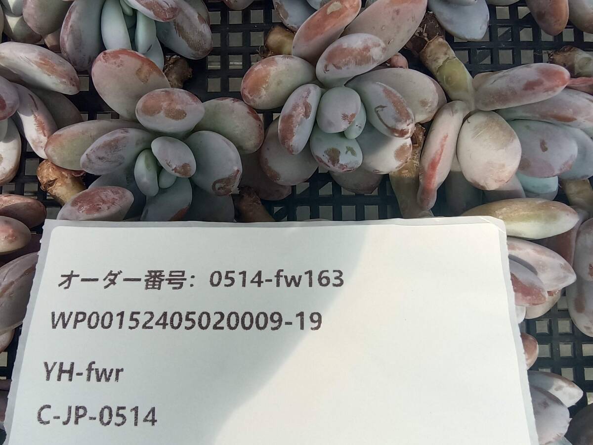 0514-fw163 ウォーリーケートカバナ30個 ☆多肉植物　エケベリア　韓国_画像3