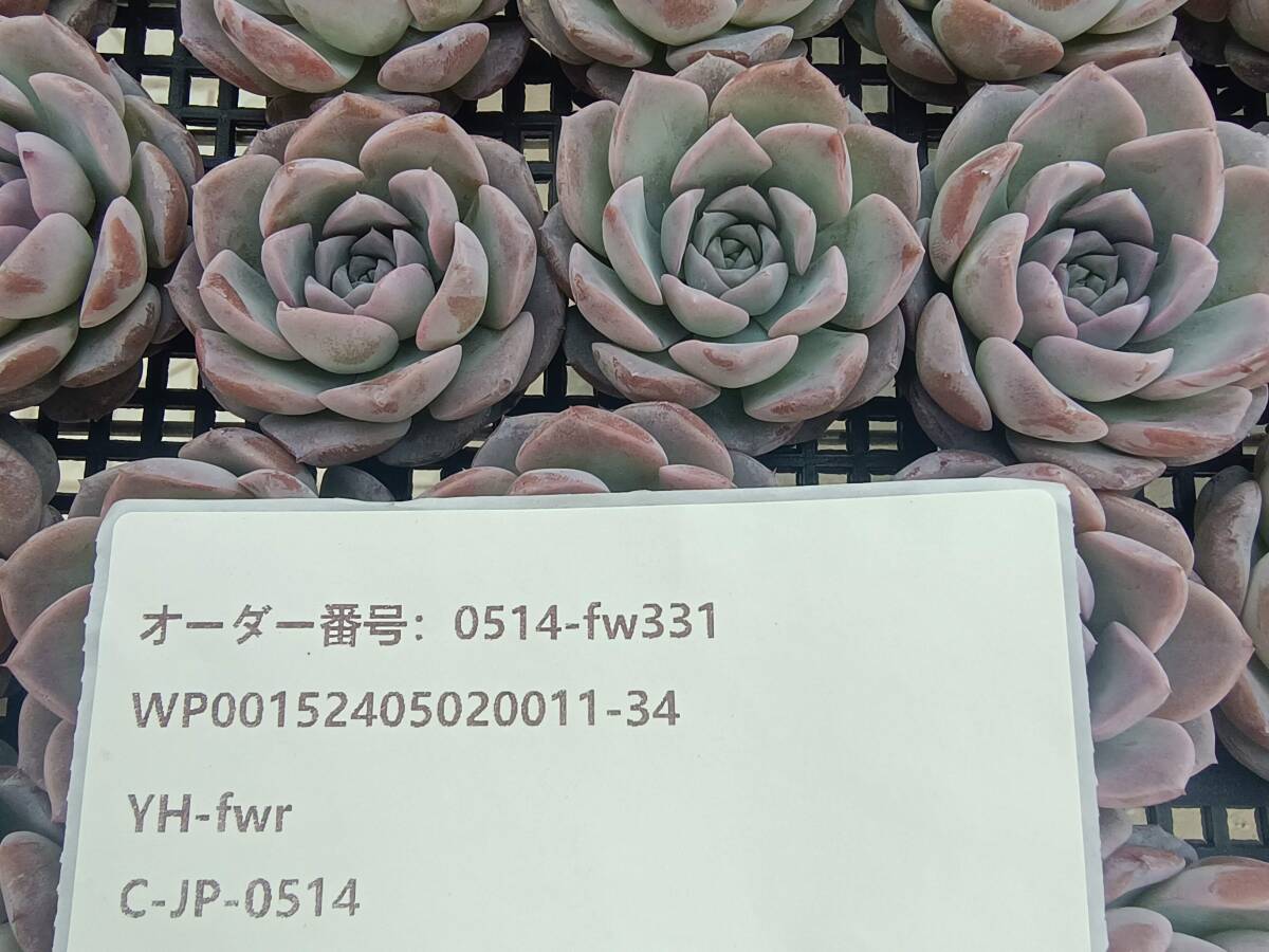 0514-fw331 エリークイーン30個 ☆多肉植物 エケベリア 韓国の画像3