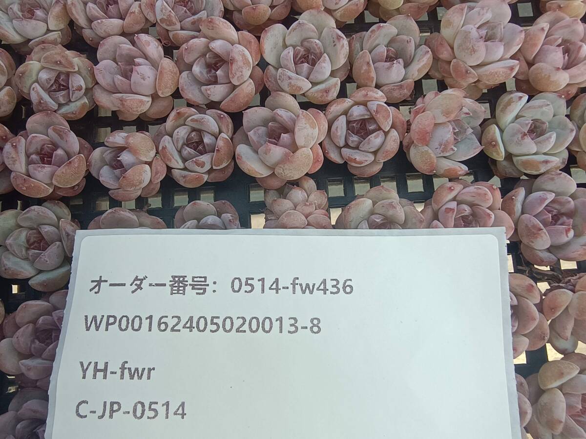 0514-fw436 アイススピリット hyb100個 ☆多肉植物 エケベリア 韓国の画像3