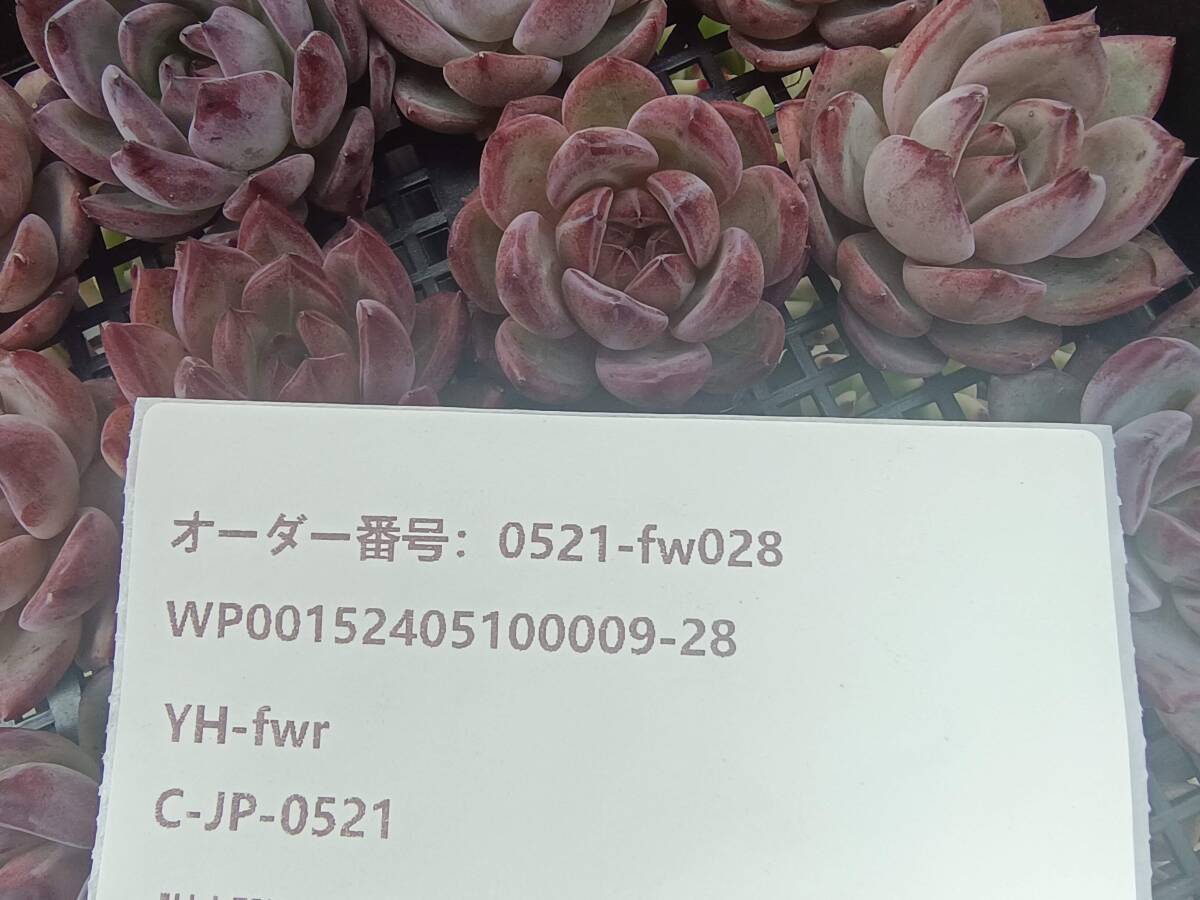 0521-fw028 Rav bird 16 piece * succulent plant ekebe rear Korea 