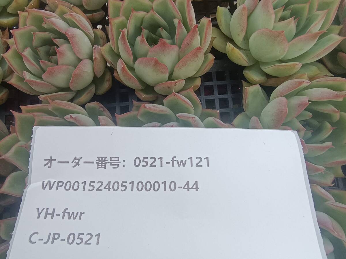 0521-fw121 ロータスランプ25個 ☆多肉植物　エケベリア　韓国_画像3
