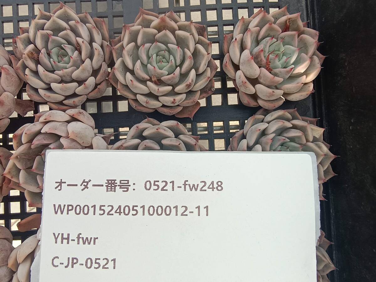 0521-fw248 ピンクザラゴーサ16個 ☆多肉植物　エケベリア　韓国_画像3