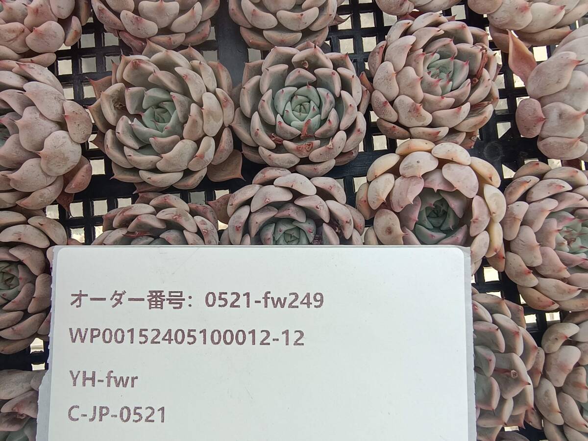 0521-fw249 ピンクザラゴーサ25個 ☆多肉植物　エケベリア　韓国_画像3