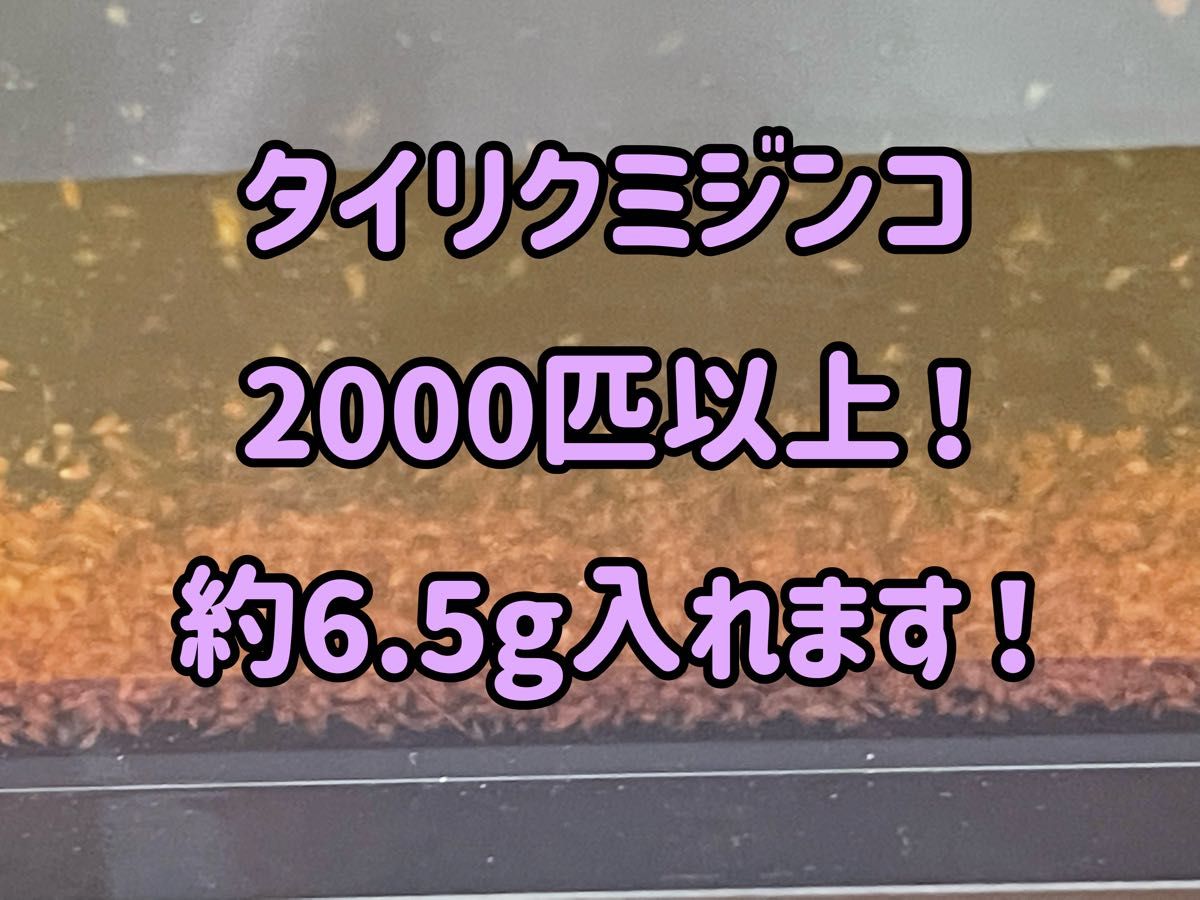 タイリクミジンコ2000匹以上！（約6.5g）