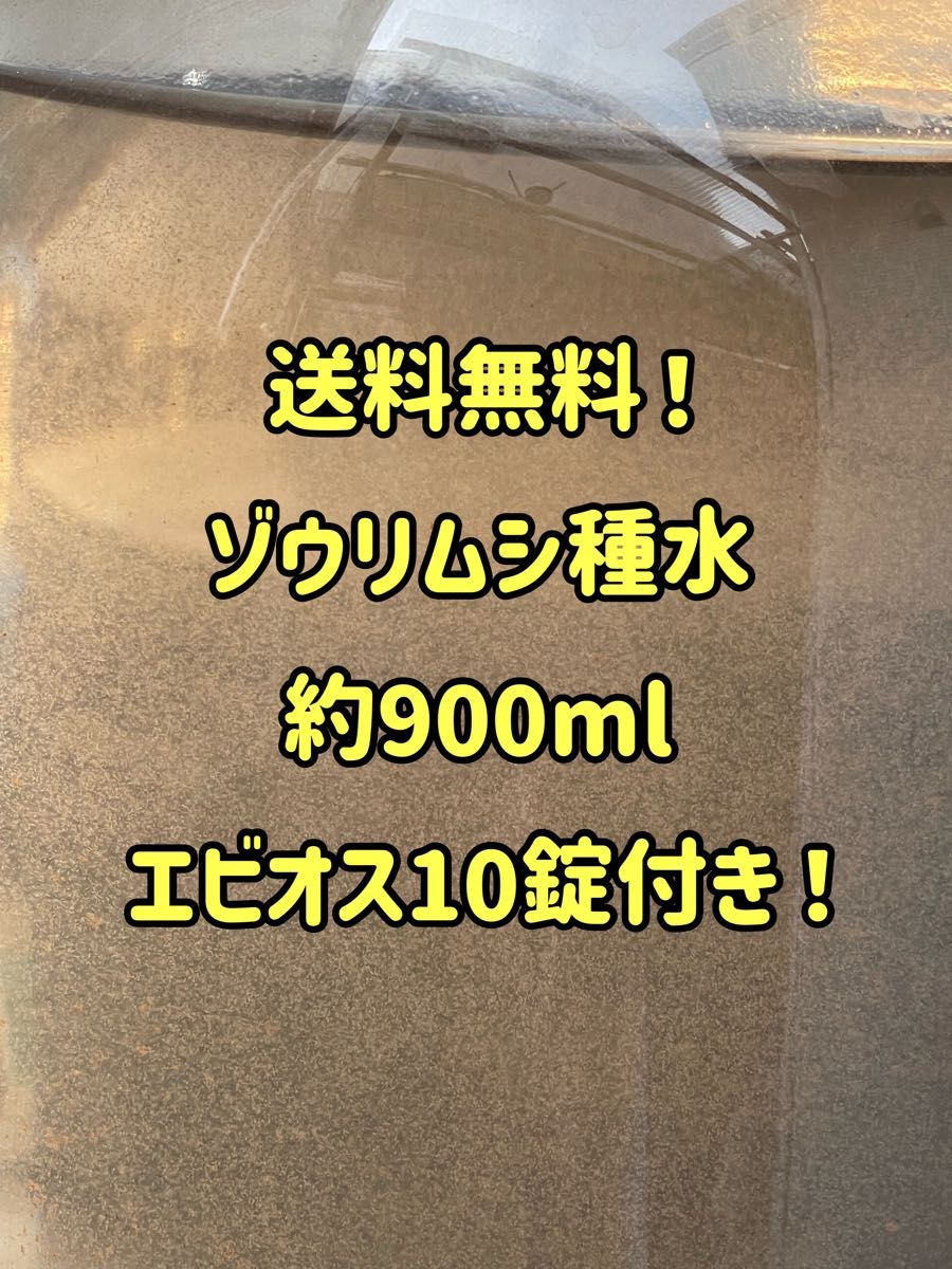 自家培養特濃ゾウリムシ約900ml！エビオス10錠付き！