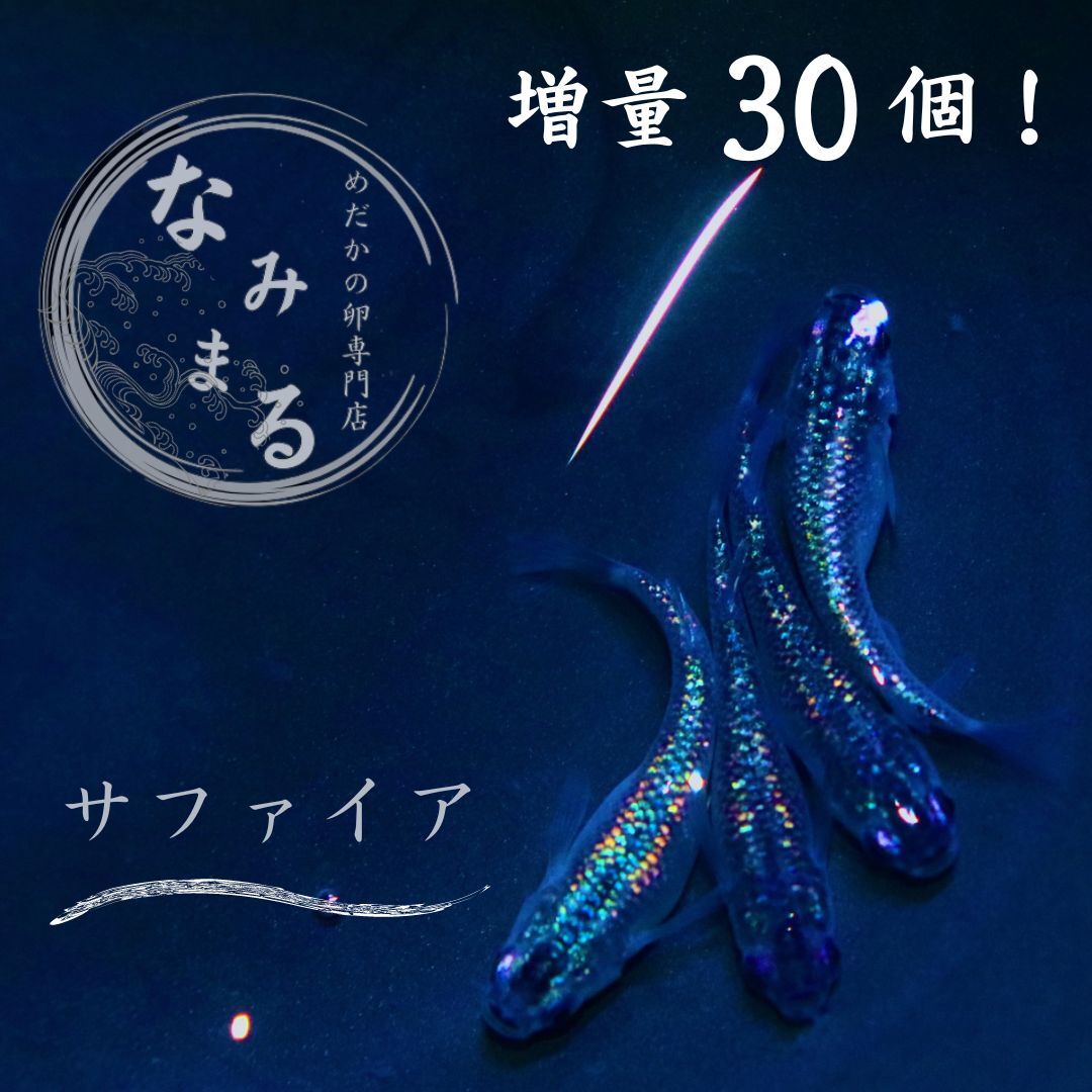 [めだかの卵専門店　なみまる]増量！ 強青サファイア メダカ 有精卵 30個 複数落札特典あり！_画像1