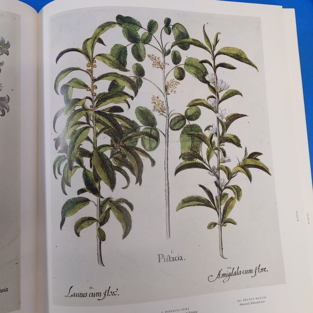 「アイヒシュテットの庭園 The Garden at Eichstatt: The Book of Plants Basilius Besler Taschen 2000」の画像7