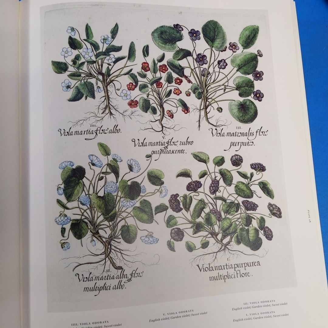 「アイヒシュテットの庭園 The Garden at Eichstatt: The Book of Plants Basilius Besler Taschen 2000」の画像8