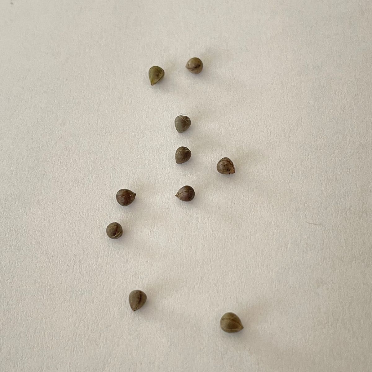 ユーフォルビア　オベサ種子10粒