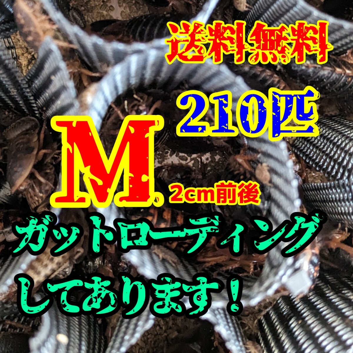 Mサイズ　ローディング済みデュビア　200匹_画像1