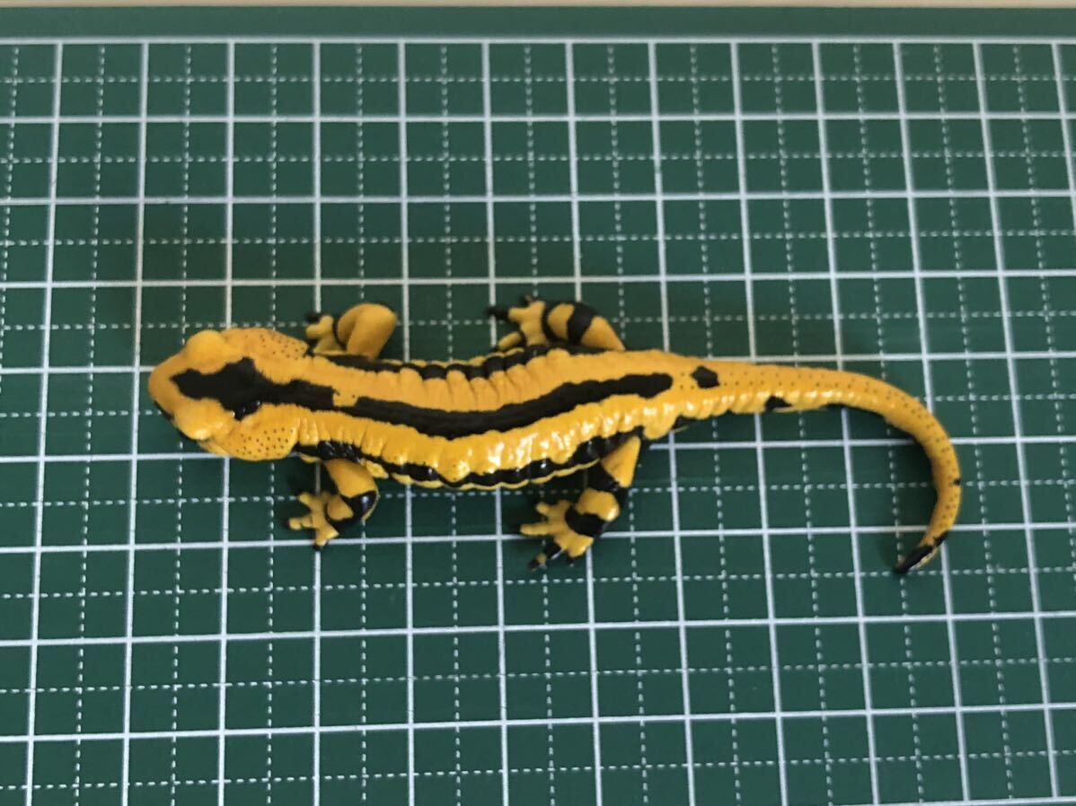  France fire salamander yellow 2023.eu.CB
