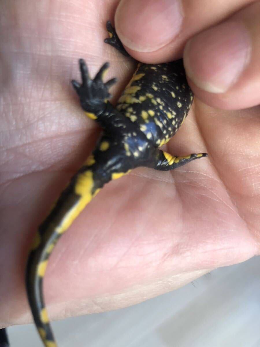  France fire salamander yellow 2023.eu.CB