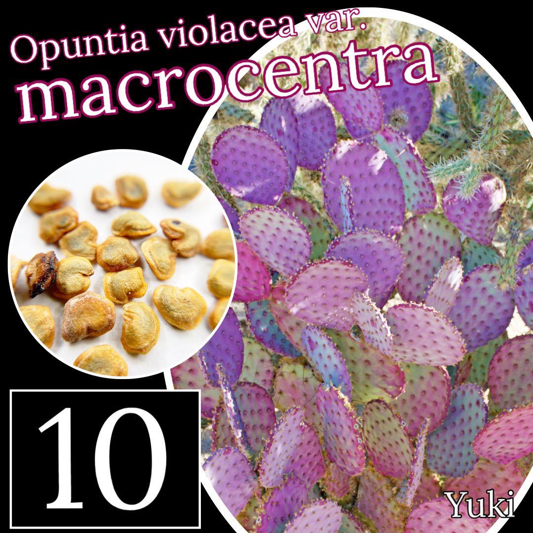 オプンチア・マクロケントラ 種子x10[パープル葉]Opuntia violence var. macrocentra_画像1