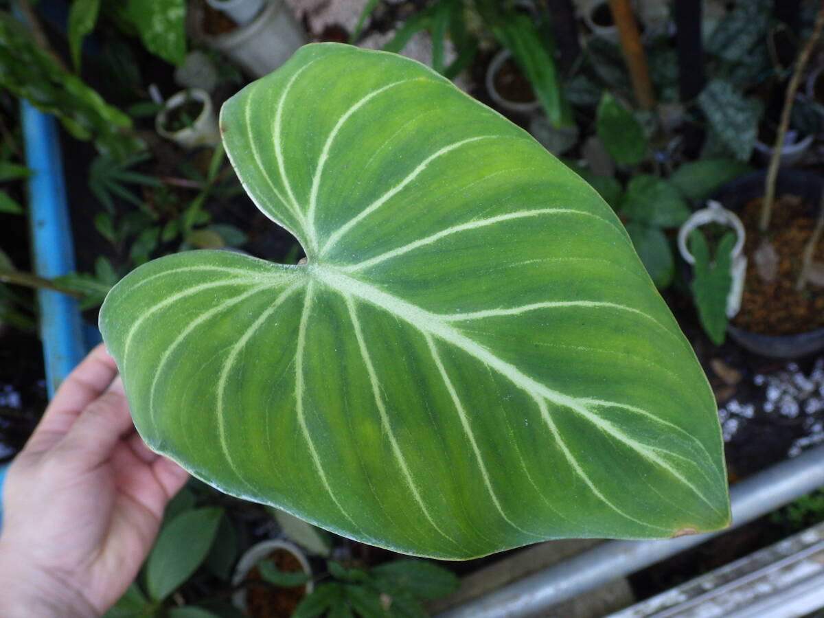 YFK2 サトイモ Philodendron Gloriosum. Mindanao, Philippines.の画像1