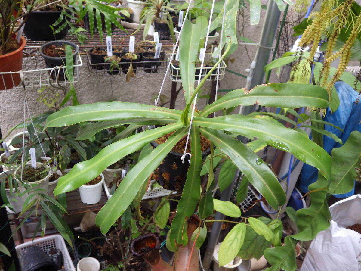 YFK2 食虫植物　Nepenthes ventricosa. Quezon, Luzon, Philippines._画像5