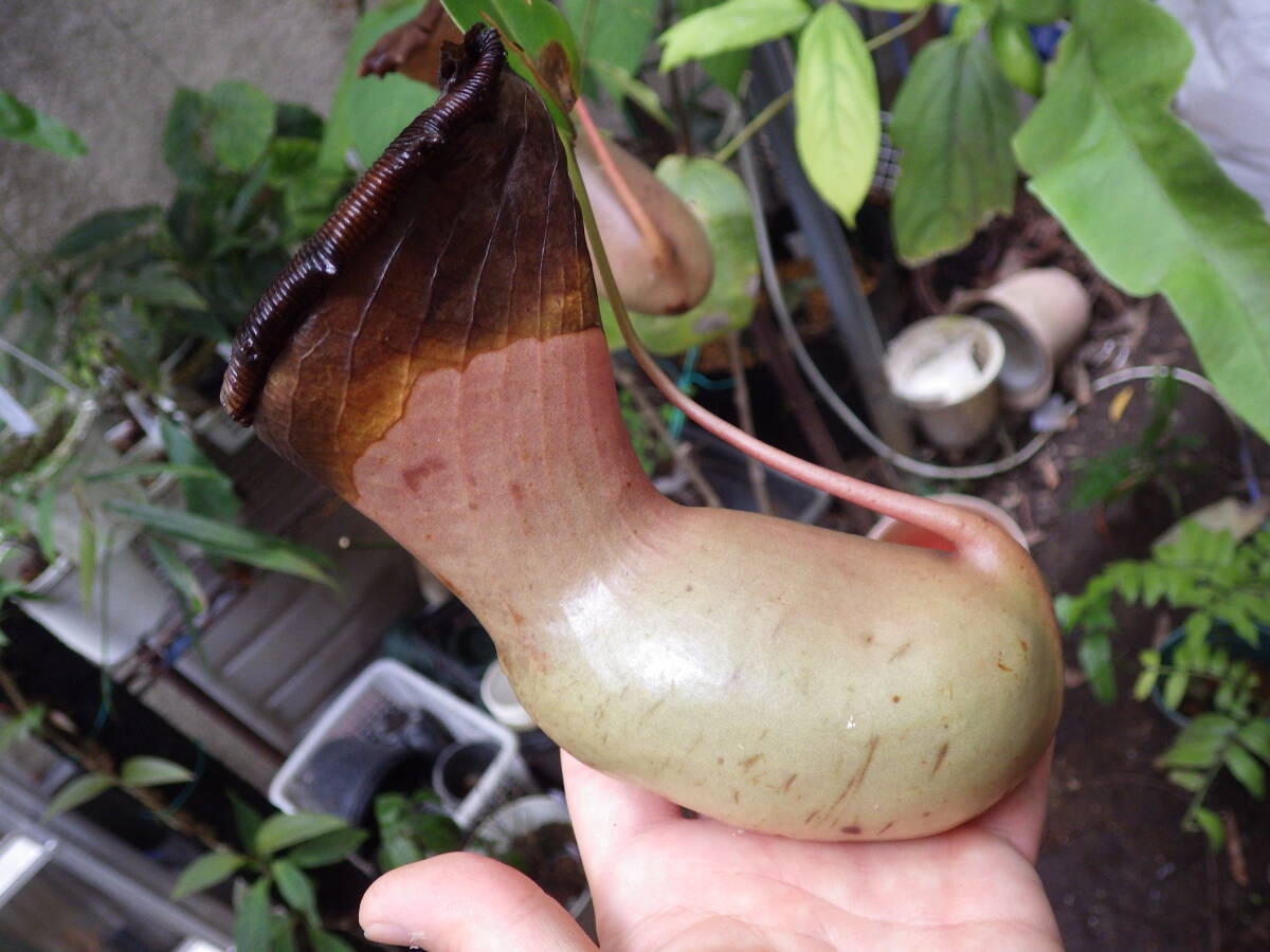 YFK2 食虫植物　Nepenthes ventricosa. Quezon, Luzon, Philippines._画像3